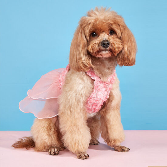 All-season cute mesh dog dress for small pets with tulle skirt and straps