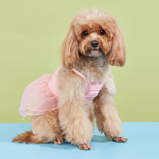 All-season cute mesh dog dress for small pets with tulle skirt and straps