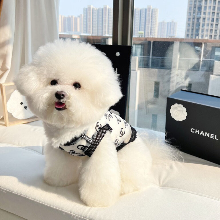 Small dog wearing breathable summer pet vest