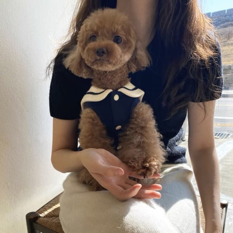 Small dog wearing lace maid dress with leash hole