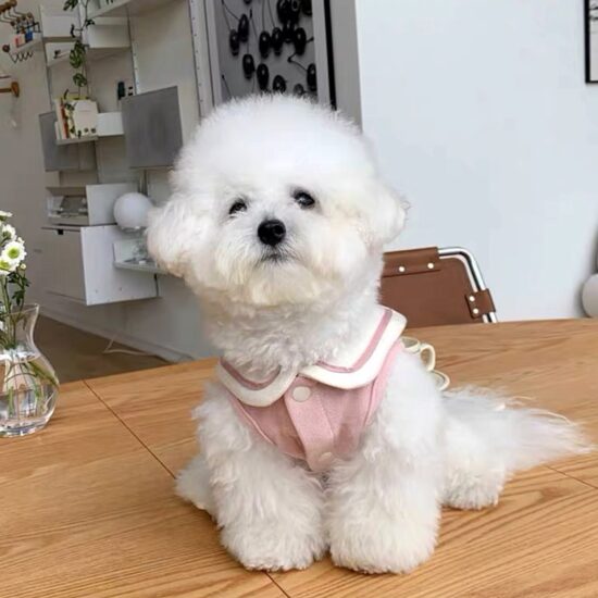 Small dog wearing lace maid dress with leash hole