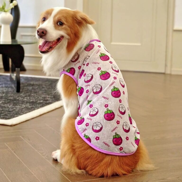 Large dog wearing a cartoon pet vest for spring and summer