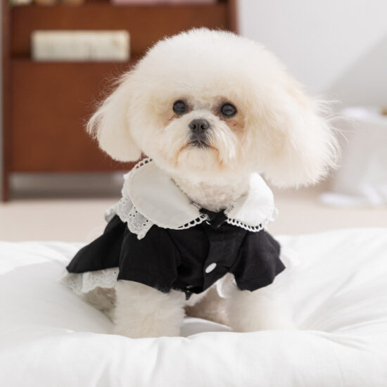Small dog wearing maid-style pet lace dress with leash attachment