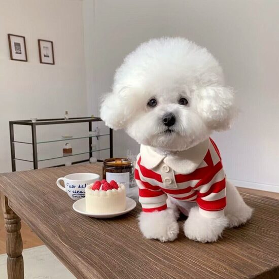 Striped polo shirt for small dogs and cats, lightweight spring-autumn pet clothes