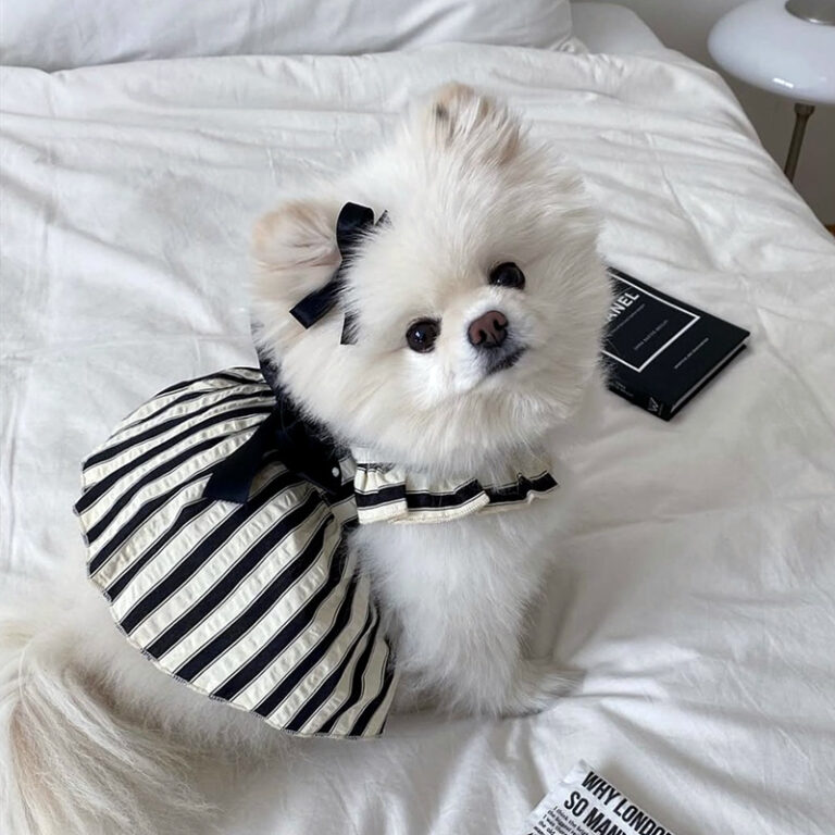 small dog in striped bow pet summer dress